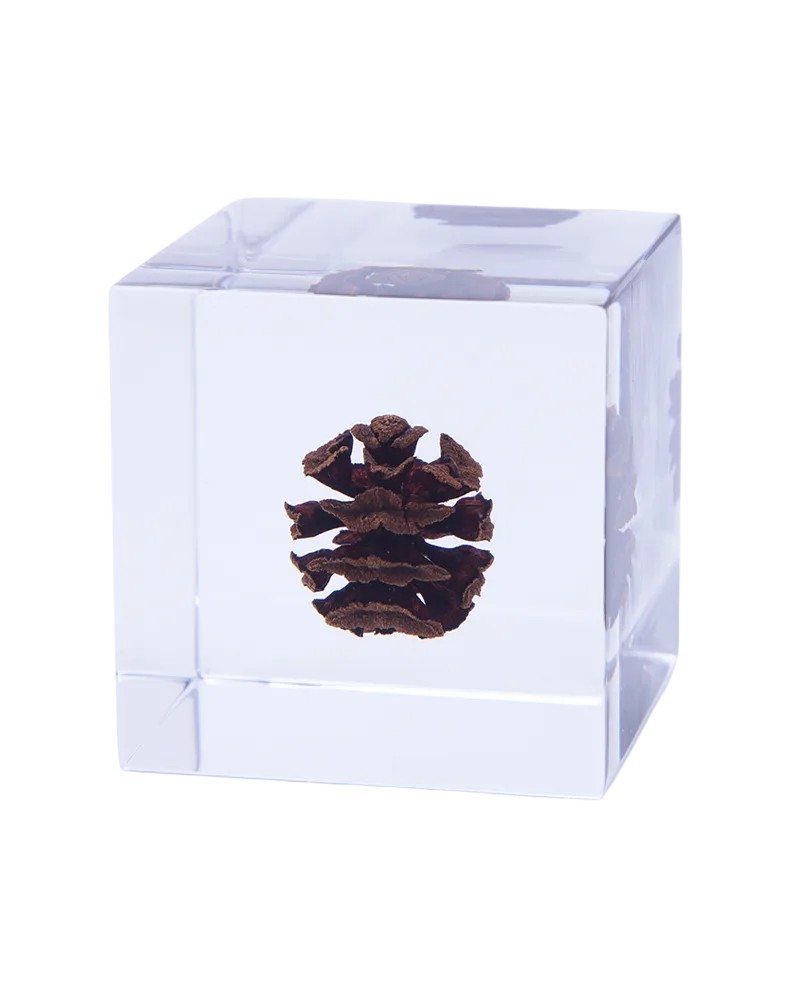 Cubo Sola Metasequoia