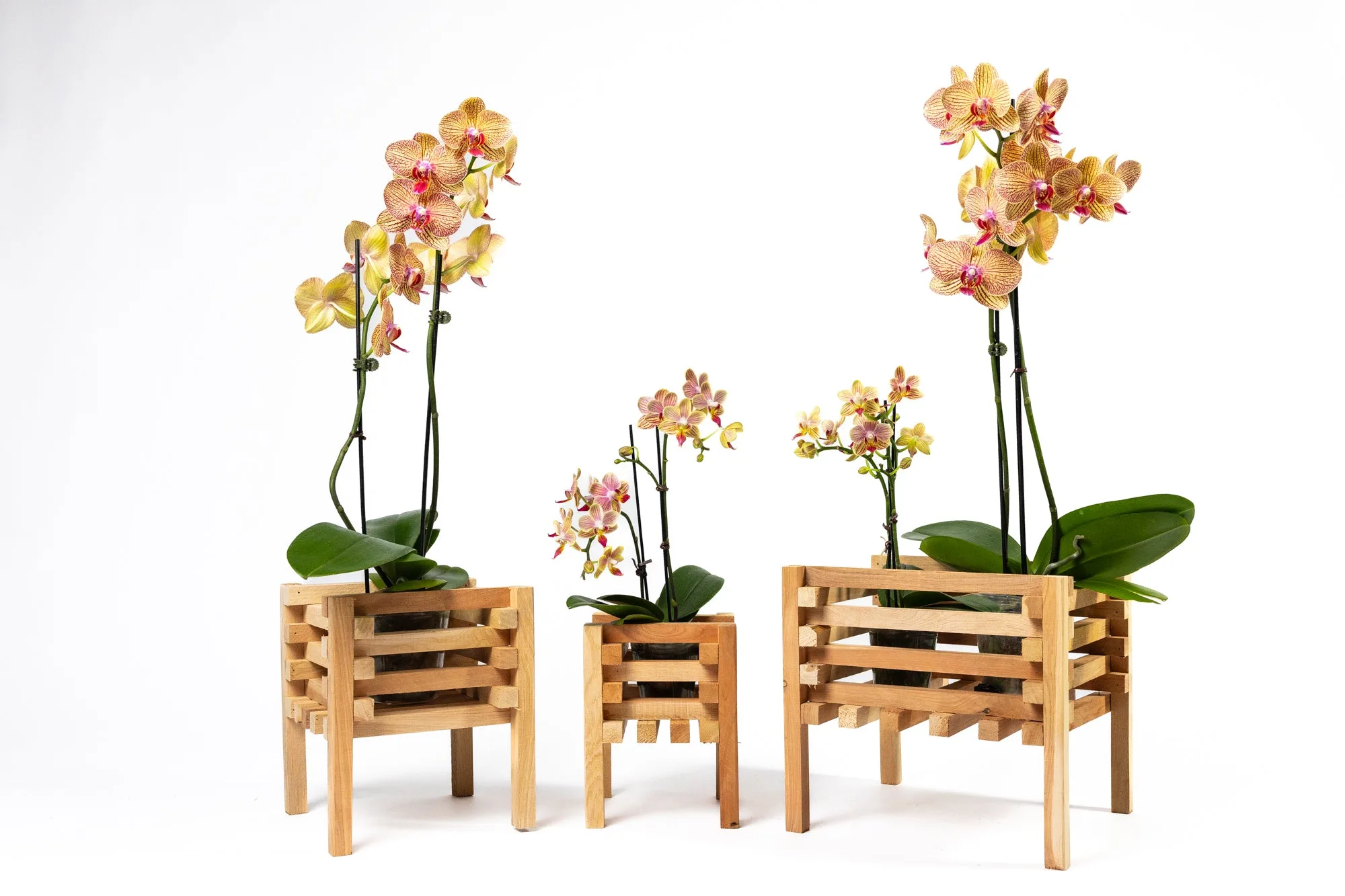 Soportes para orquídeas de cedro: cuidados y ubicación