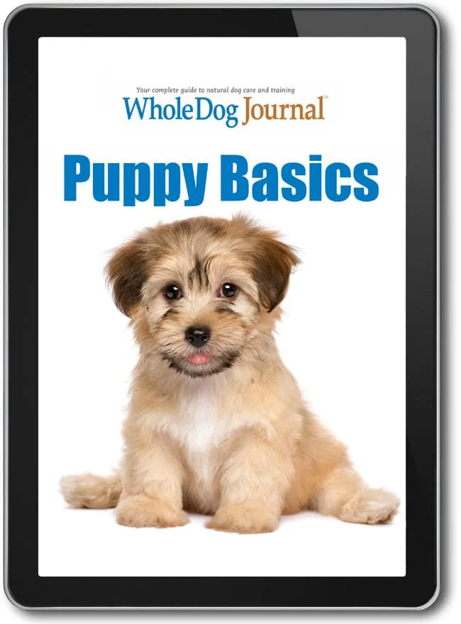 Choosing a Dog Training Book: Formats Compared