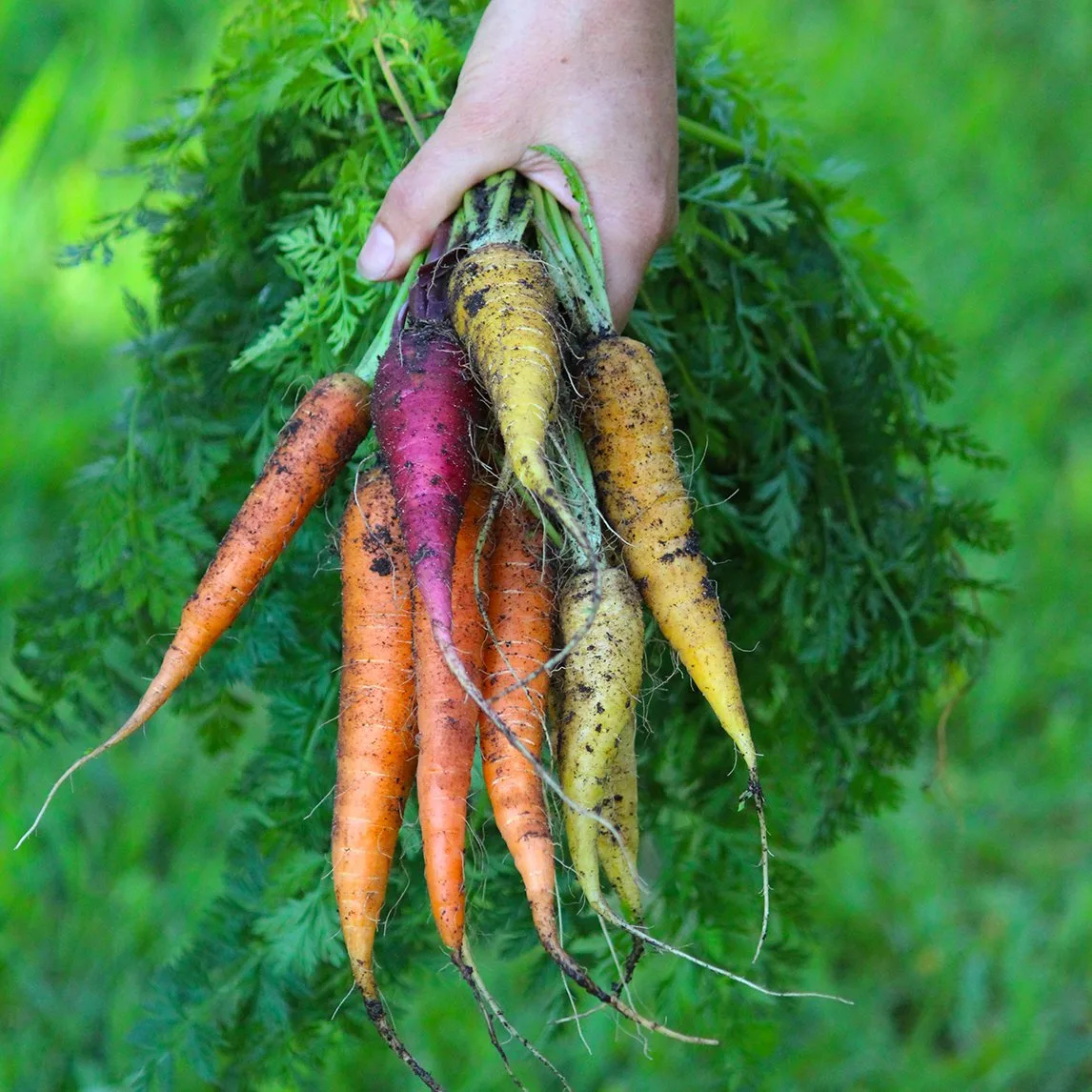 How to Grow Carrots from Seed: A Step-by-Step Guide