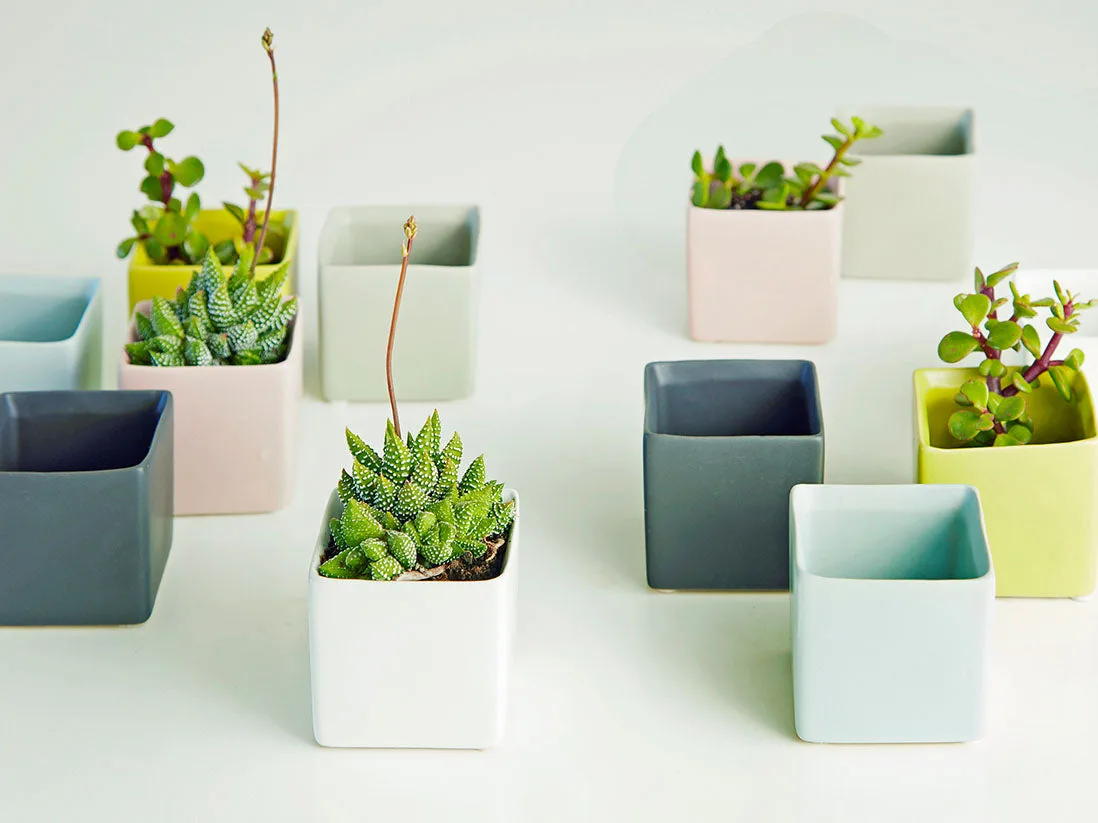 وعاء مكعب - 4.5" × 3.5" من بلانتاتوريم