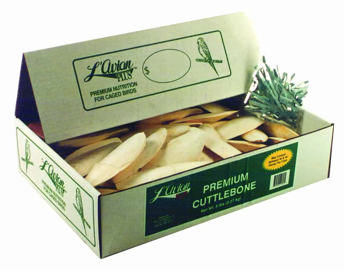 What Is a Cuttlebone and Why Do Birds Need It?