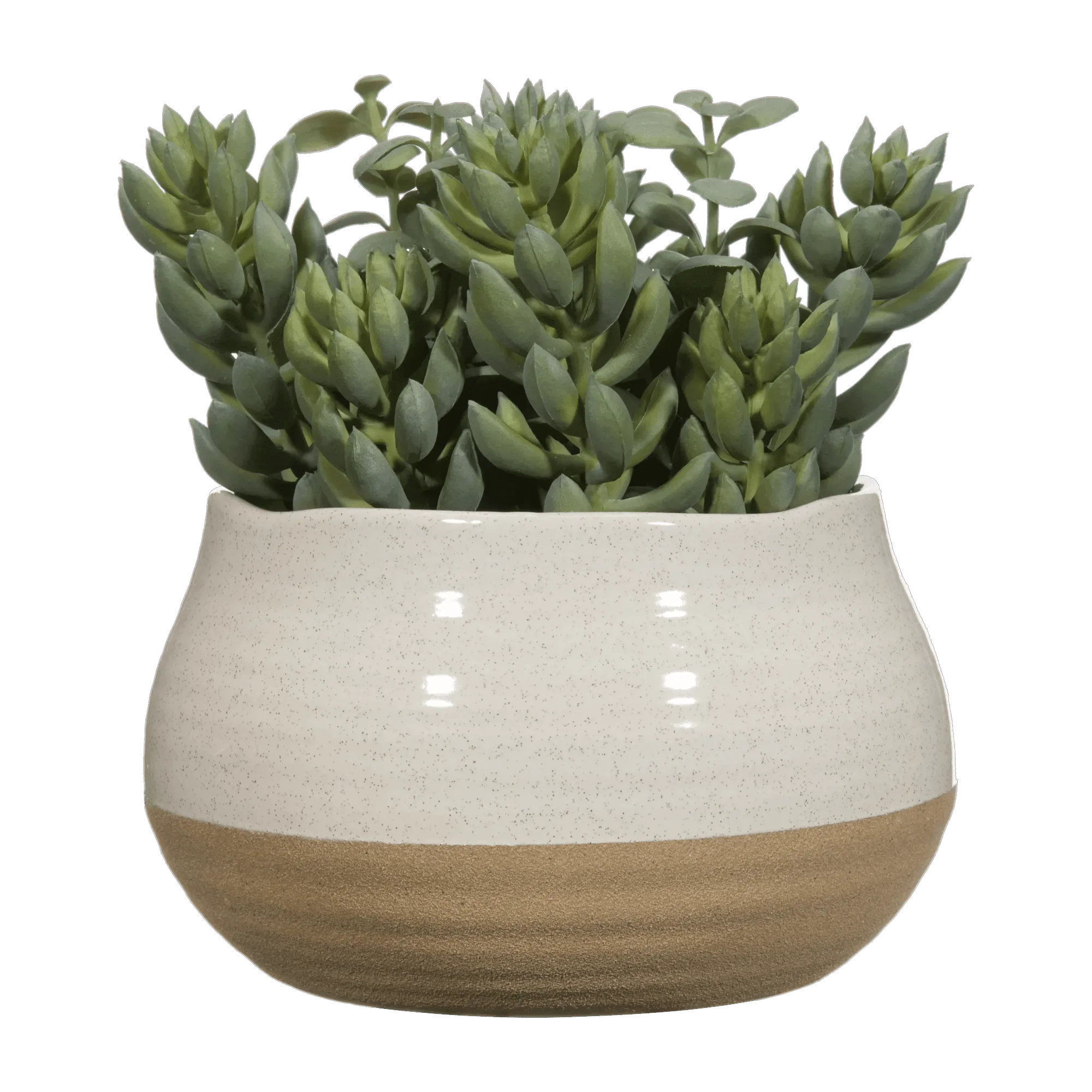Vetplant in Tweekleurige Pot
