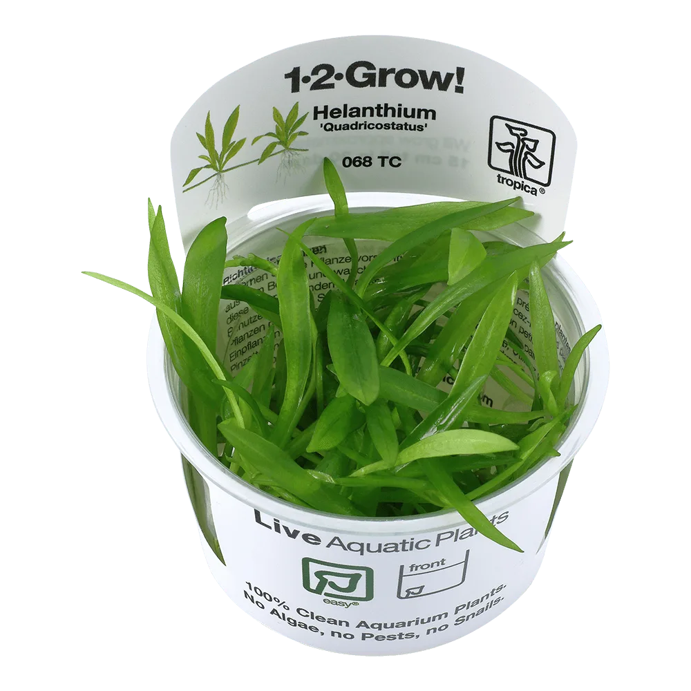 Tropica Helanthium Quadricostatus 1-2-GROW