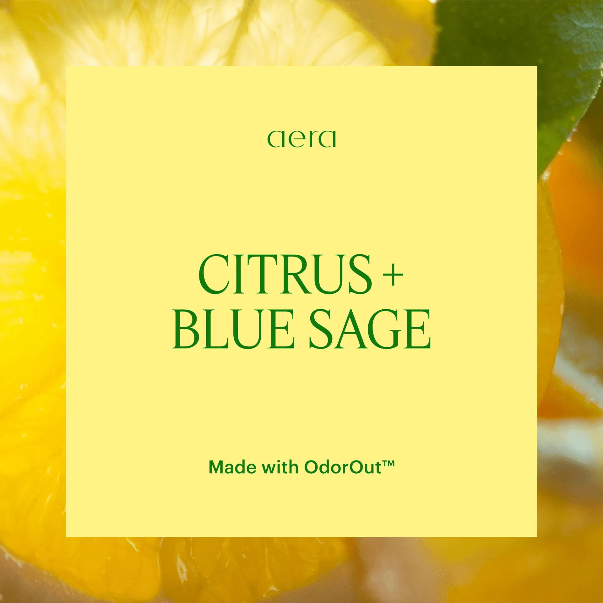 Muestra de Cítricos + Salvia Azul