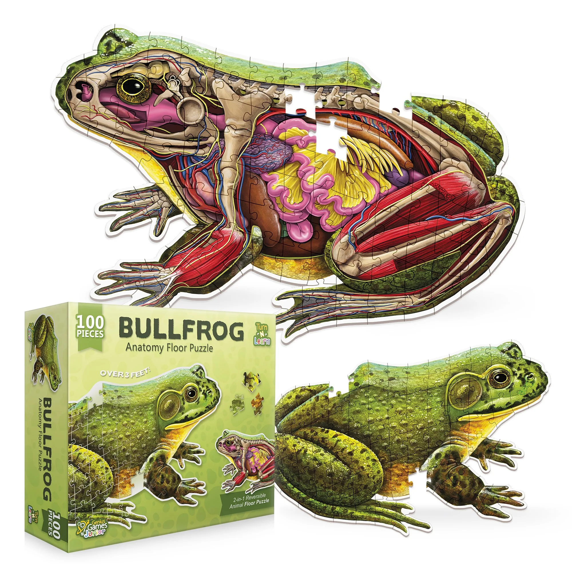 American Bullfrog Floor Puzzle: What Makes It Unique