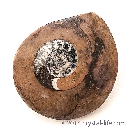 Ammonite Specimens: A Buying Guide for Fossil Collectors