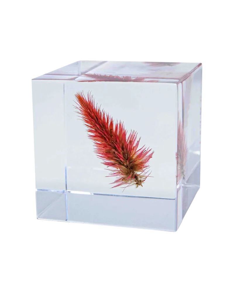 Cubo Sola Erba di quaglia