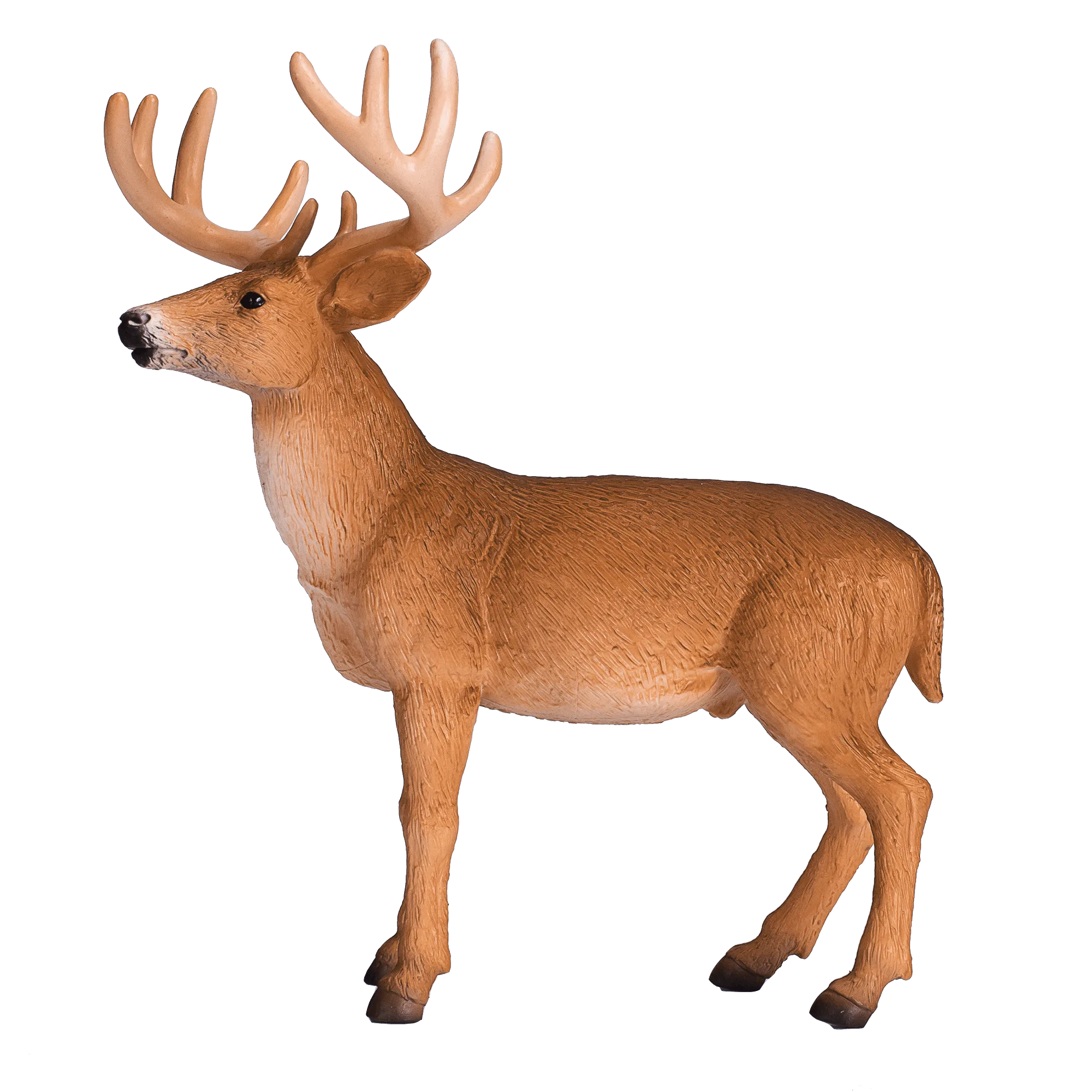 White Tailed Deer Buck