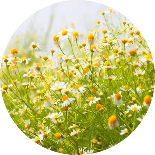 Chamomile, Wild Moroccan ESSENTIAL OIL