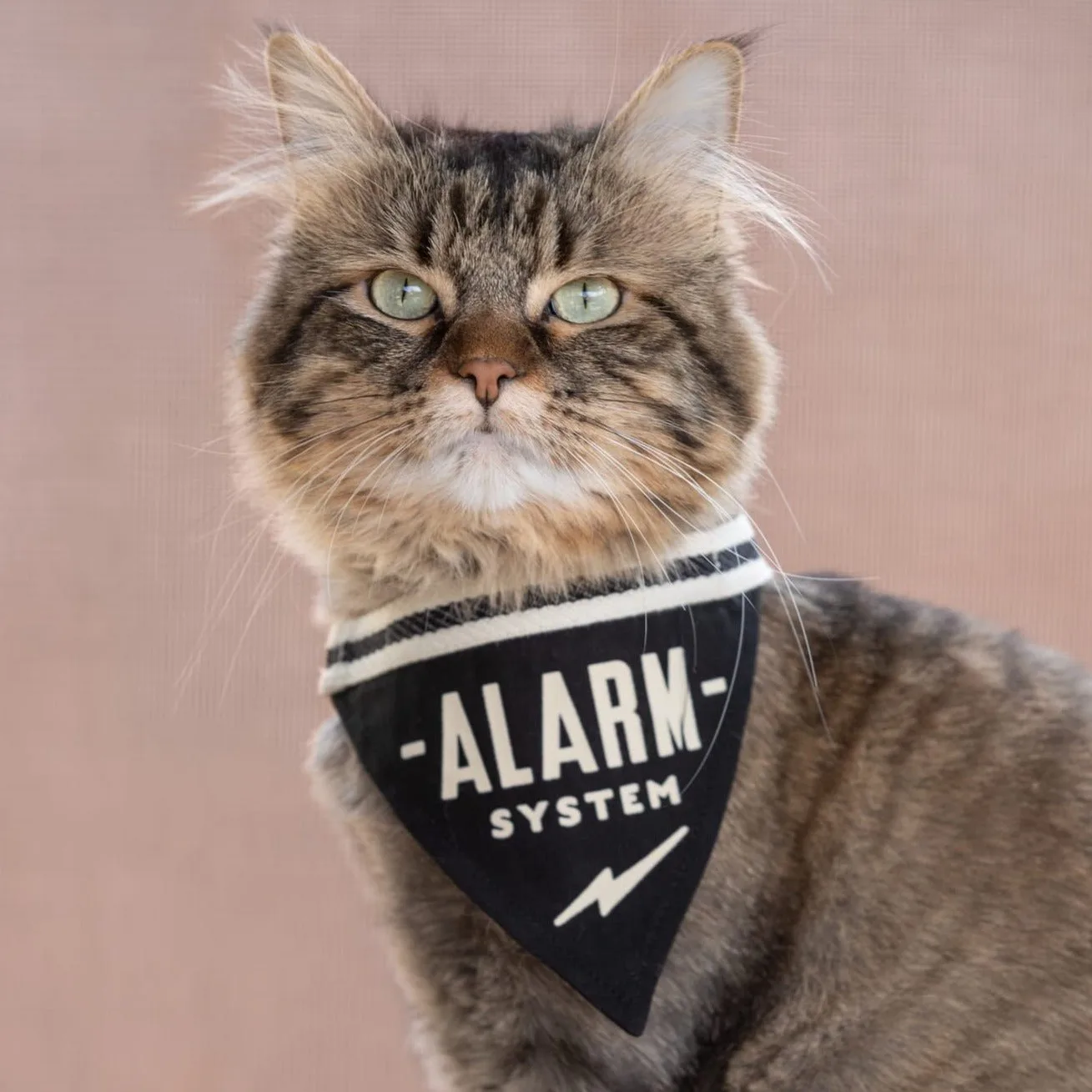 How to Care for Your Dog Bandana: Washing and Maintenance