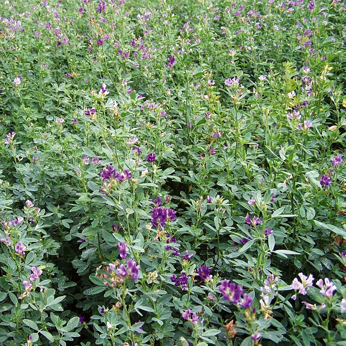 Lucerne Green Manure