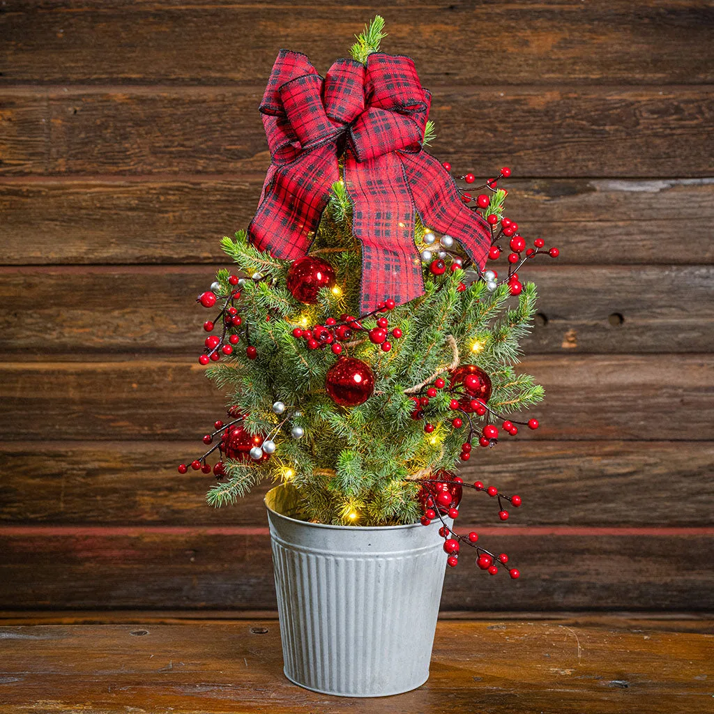 Country Woods Living Tree One Gallon