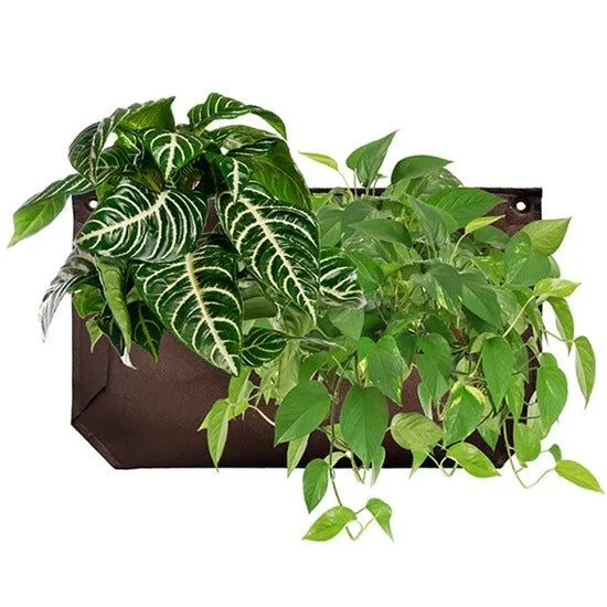 How to Care for Alocasia Plants: Tips for Healthy Leaves and Growth