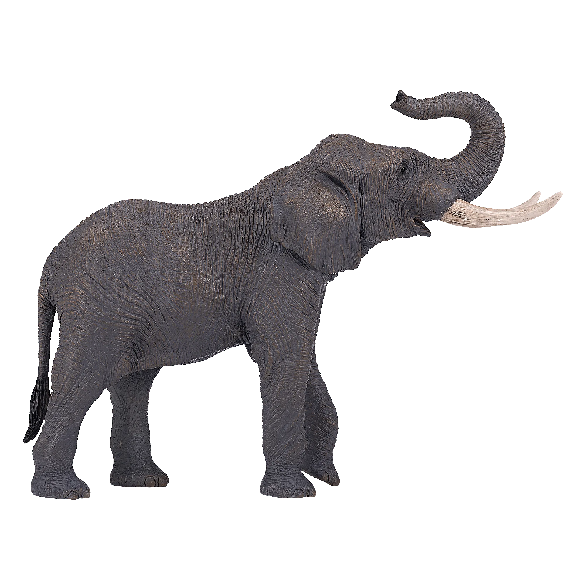 African Elephant