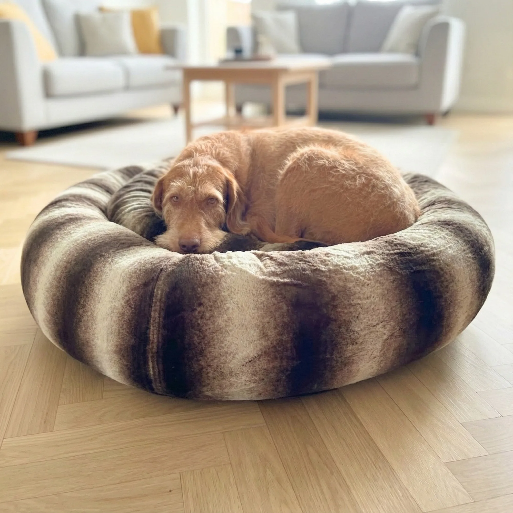 Donutbed vs grotbed: welke past bij uw hond?