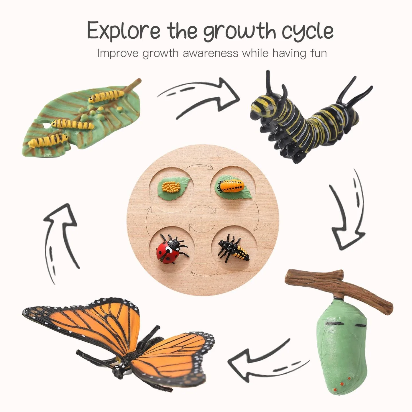 Wooden Life Cycle Board vs STEM Anatomy Kit: Which First?