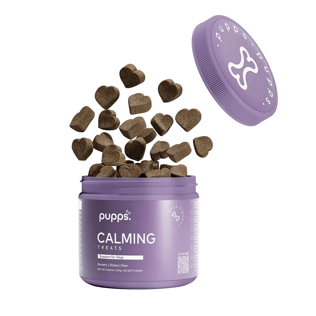 لماذا يشعر الكلب بالقلق وكيف تساعد المكملات