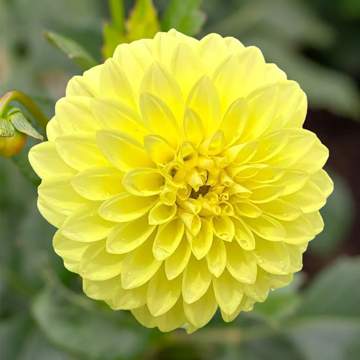 Cultiver le dahlia 'XanZu Shelly' à partir du tubercule : pas à pas