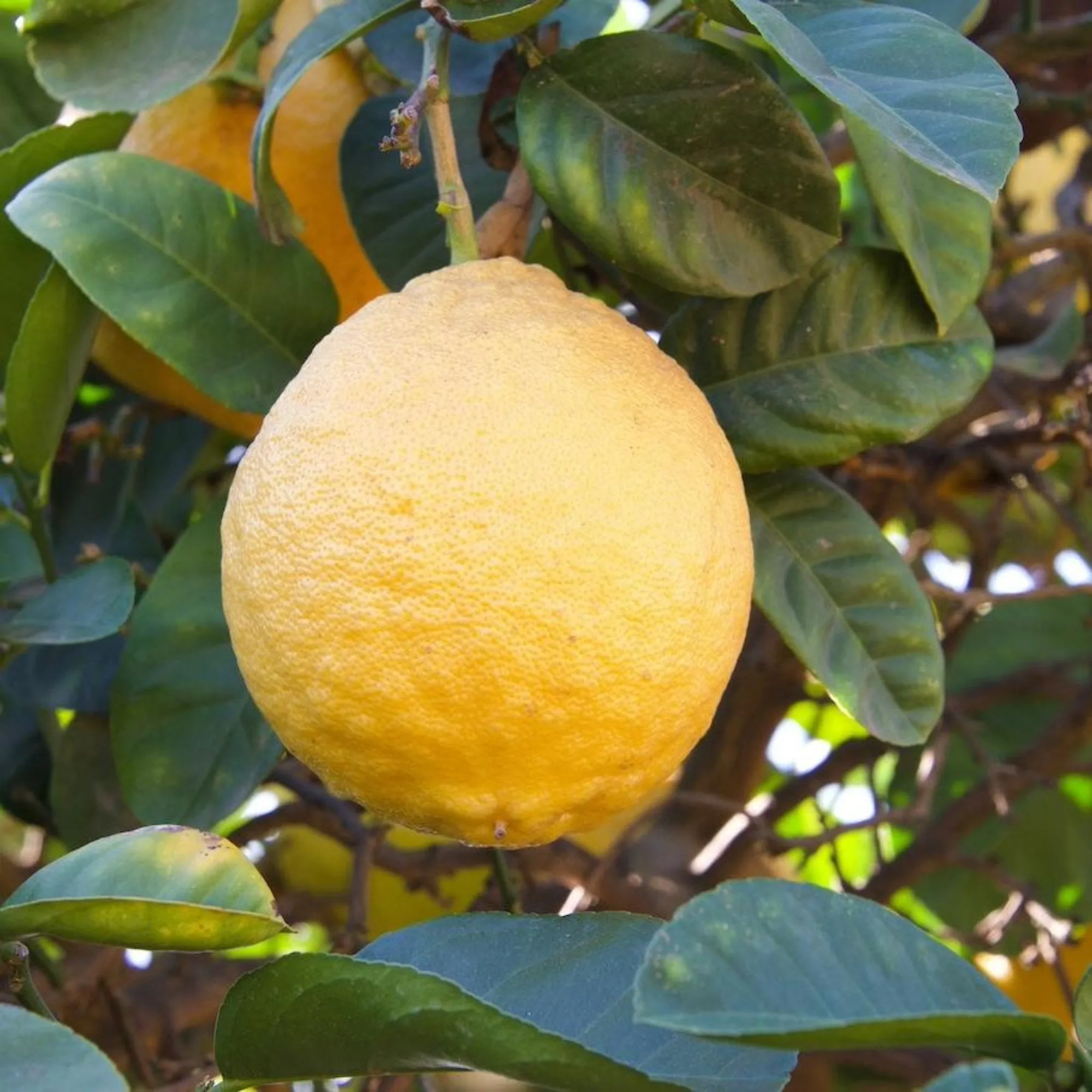 Guide de culture du citronnier Ponderosa en pot