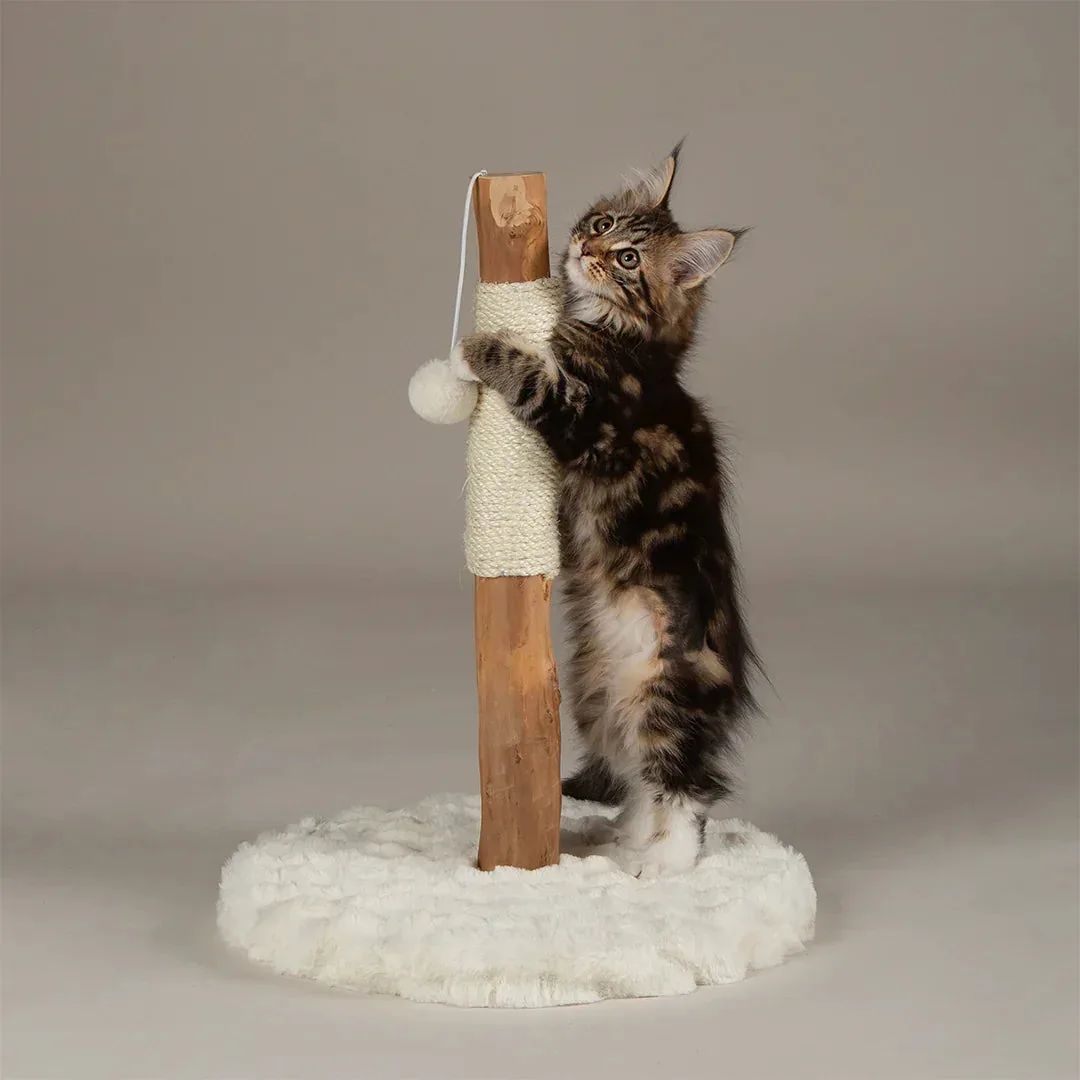 How to Train Your Cat to Use a Scratching Post