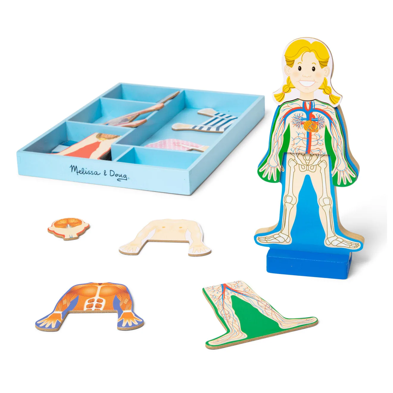 How to Use the Magnetic Human Body Play Set to Teach Kids About Anatomy