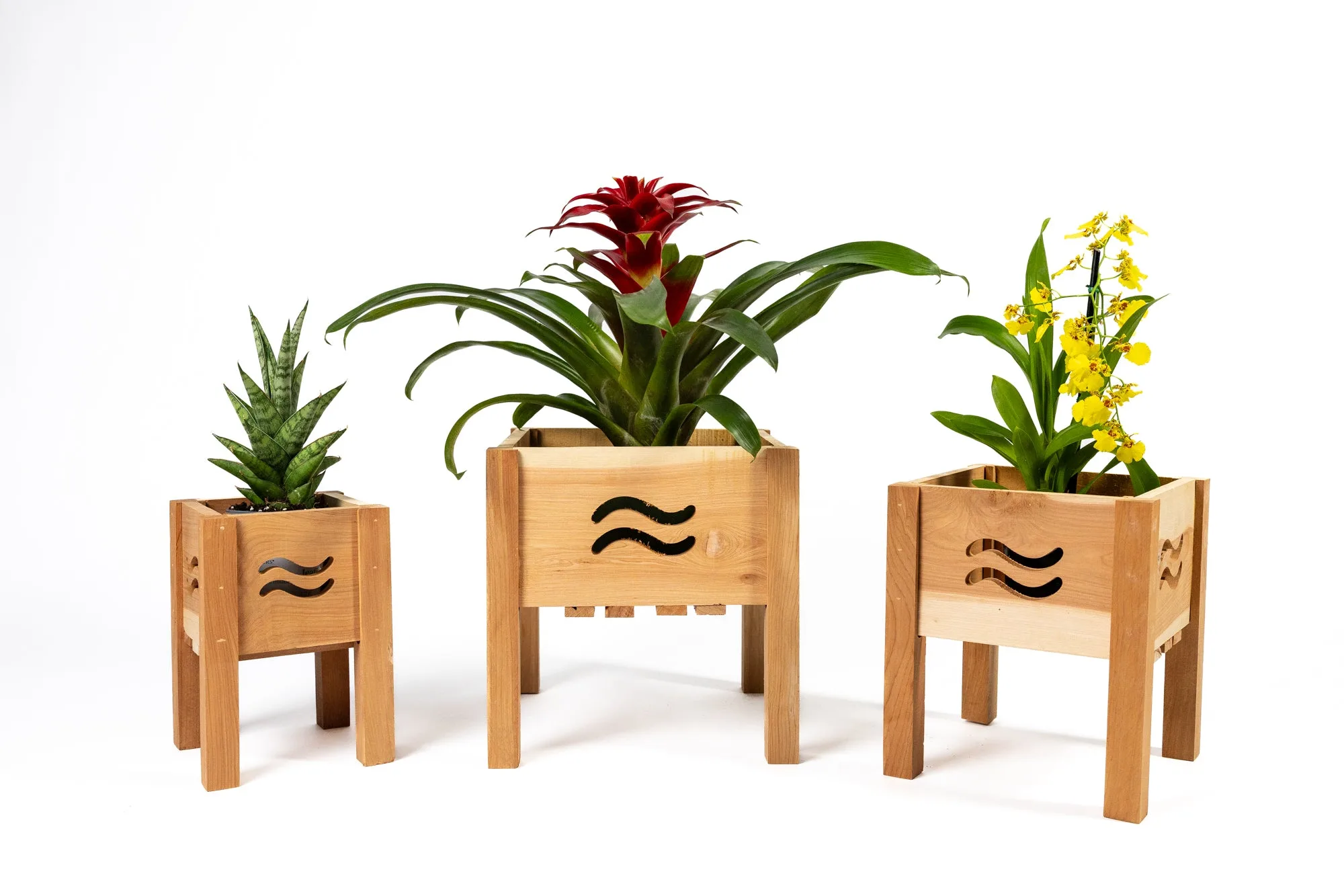 Aromatic Cedar Botanical Display Planter Set with Wave Cutouts RCP3WL