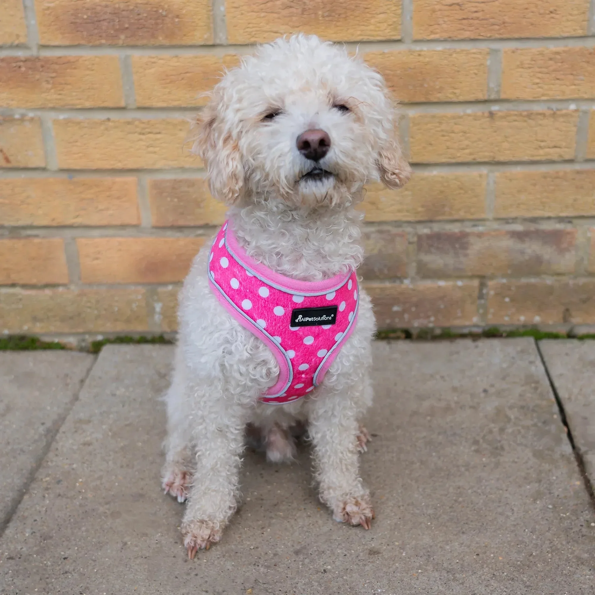 Guide d'achat harnais réfléchissant pour chien : rose, pois et plus
