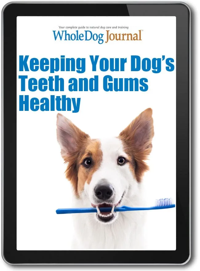 How to Keep Your Dog's Teeth and Gums Healthy