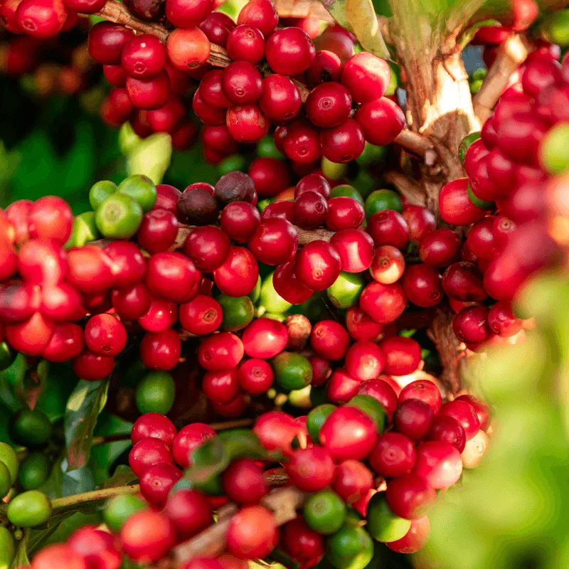 Tansania Peaberry brühen für eine süßere Tasse
