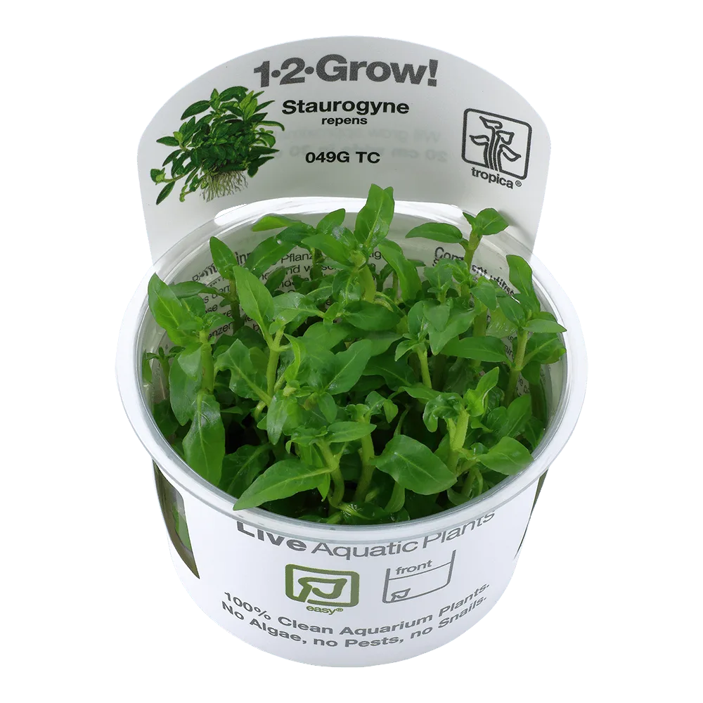 Tropica Staurogyne repens 1-2-GROW