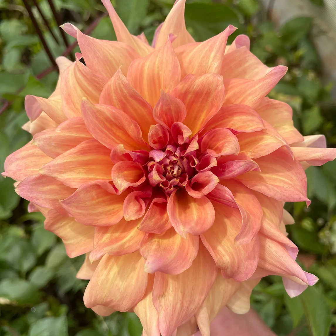 داليا 'Apricot Peachy' أم 'Rokewood Dawn'؟