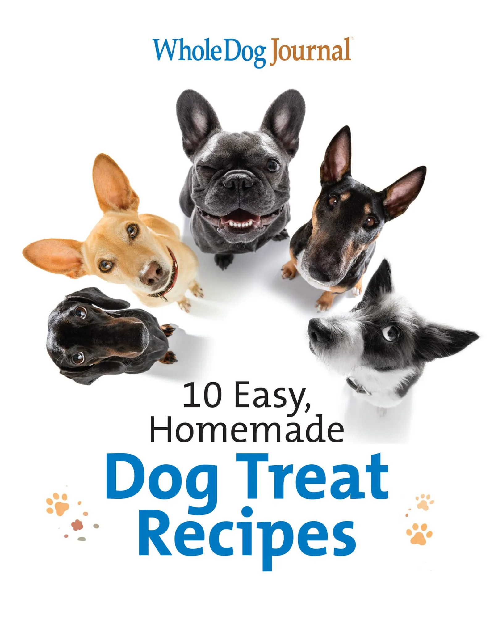 10 Easy Homemade Dog Treat Recipes Your Pup Will Love