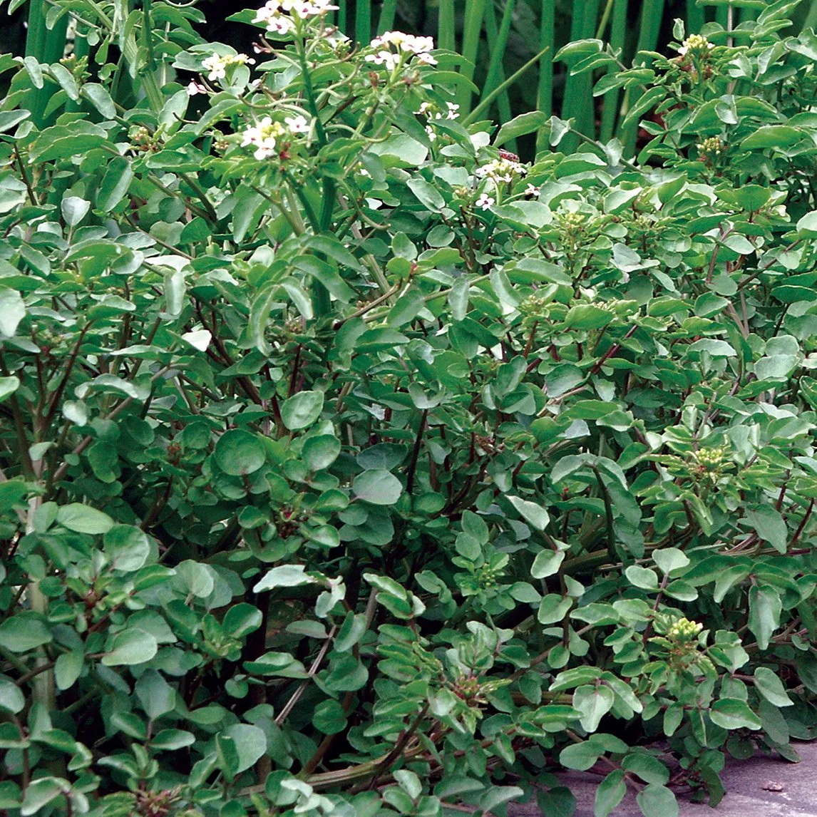 Watercress 'Large Leaf'