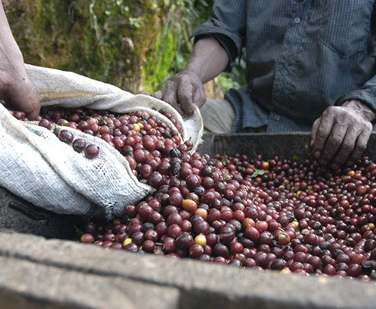 Caramel Nut Decaf 5LB: Buying Guide for Bulk Brewers