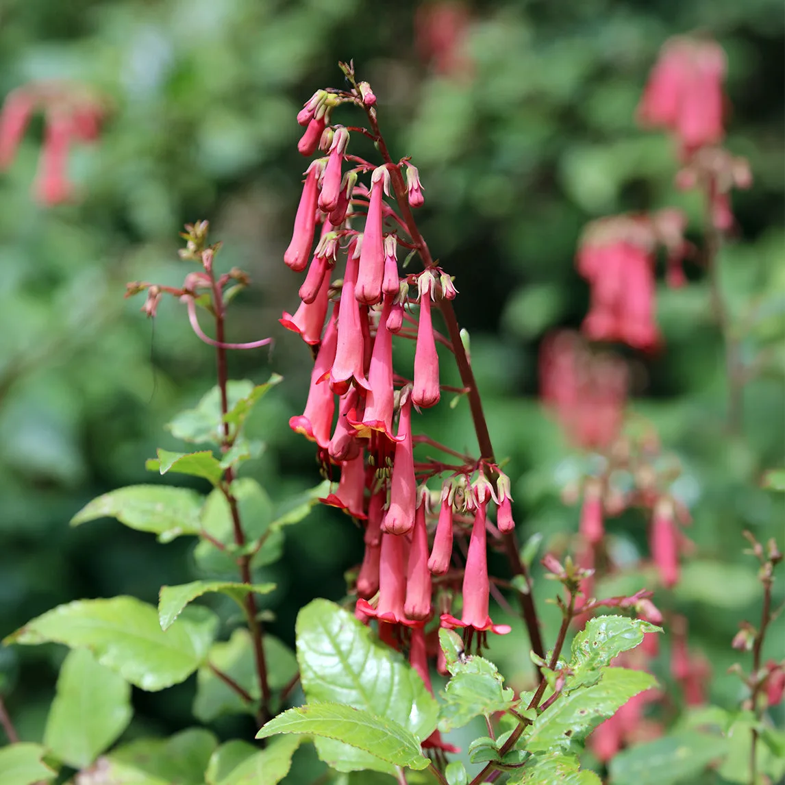 Cape Fuchsia 'Salmon' Growing Guide: Sun, Soil & Water