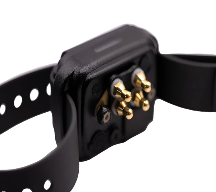 How to Clean and Maintain Your Dog's E-Collar Accessories