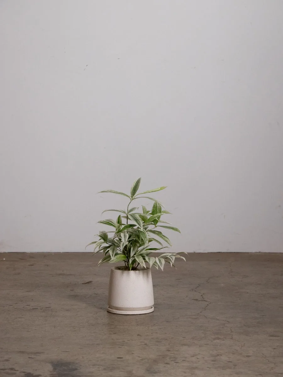 Cura della Dracaena Surculosa: Luce, Acqua e Potatura