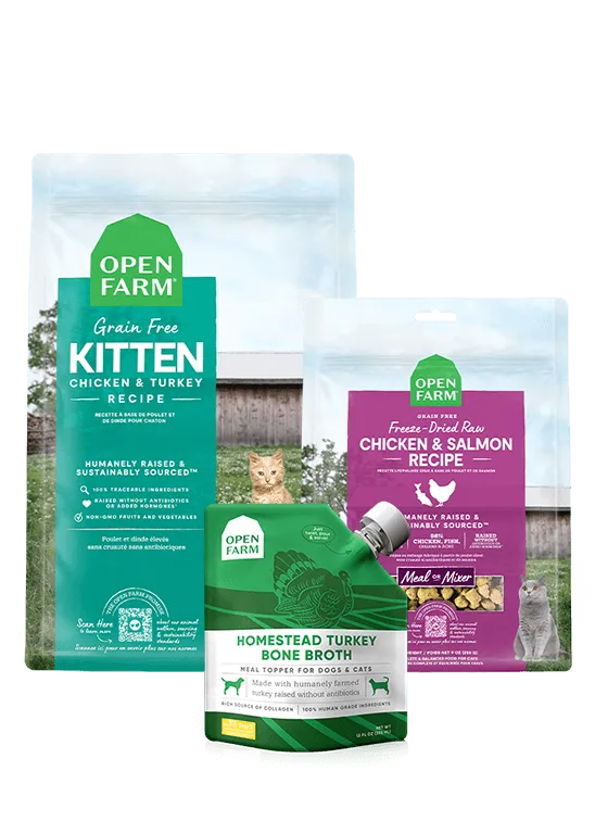 The Ultimate Wet Cat Food Buying Guide: Textures, Benefits, and How to Choose the Best for Your Feline