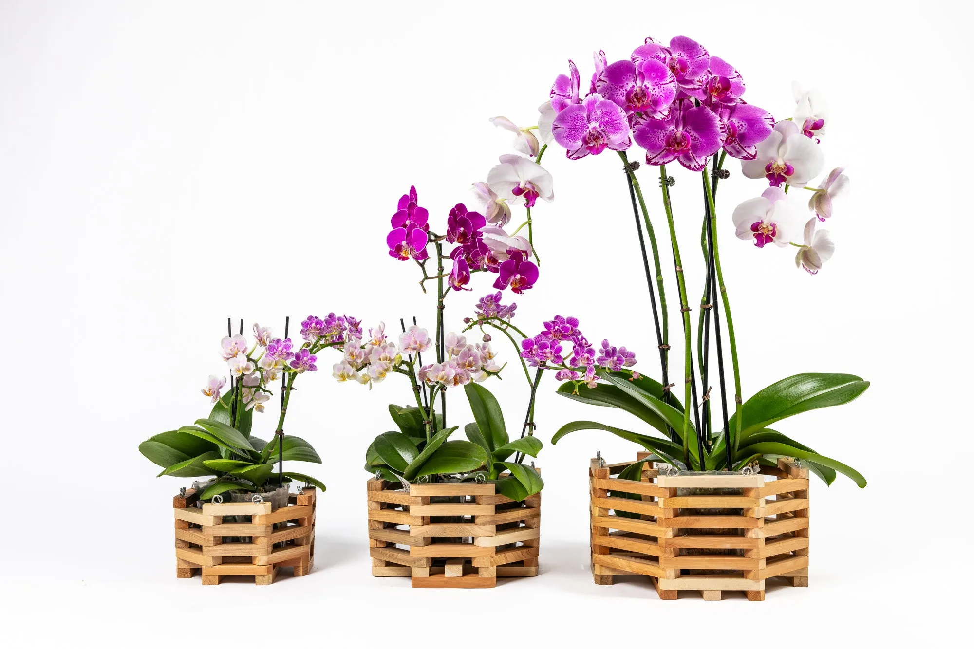 Set cesto per orchidee in cedro aromatico RCP3C