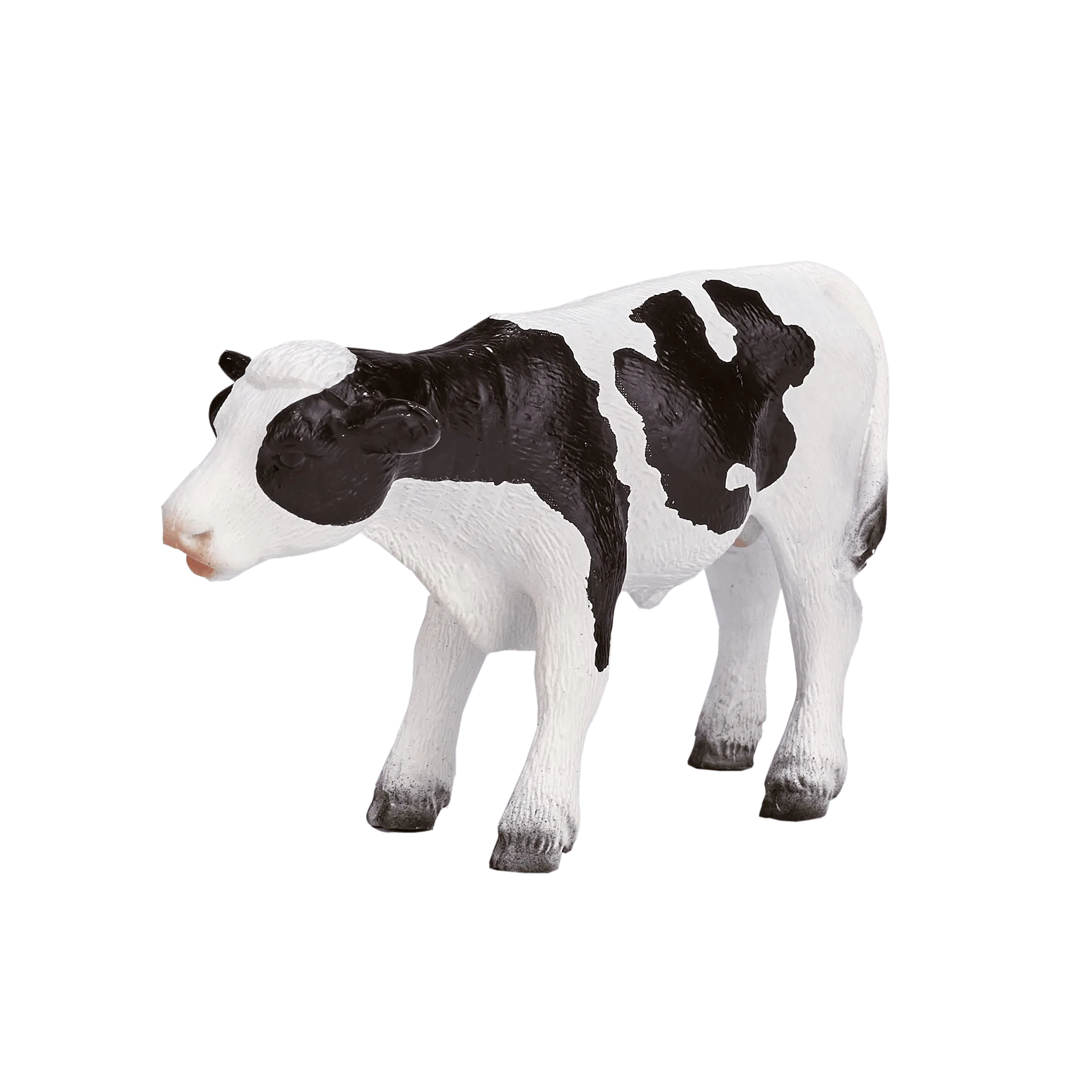 Holstein Calf standing