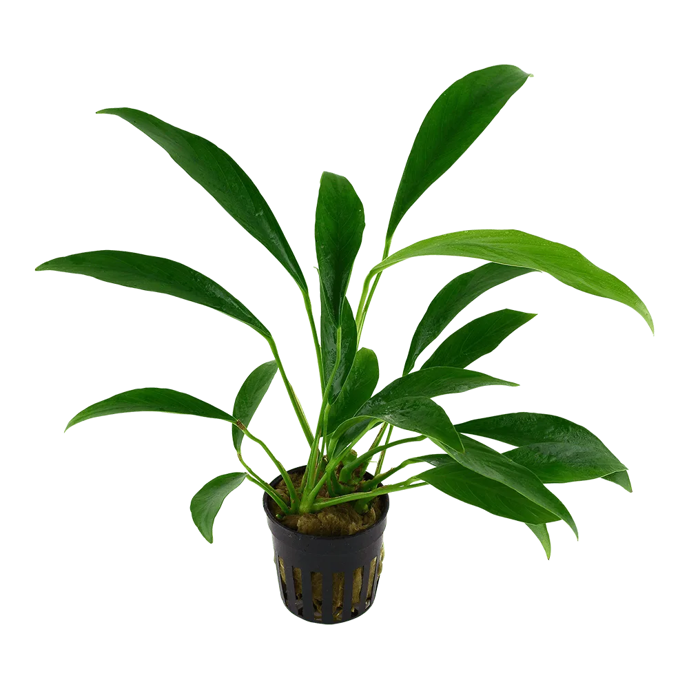 Anubias angustifolia (glabra) Tropica