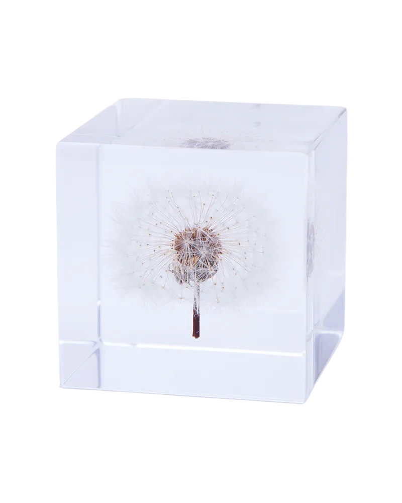 Cubo Sola Tarassaco