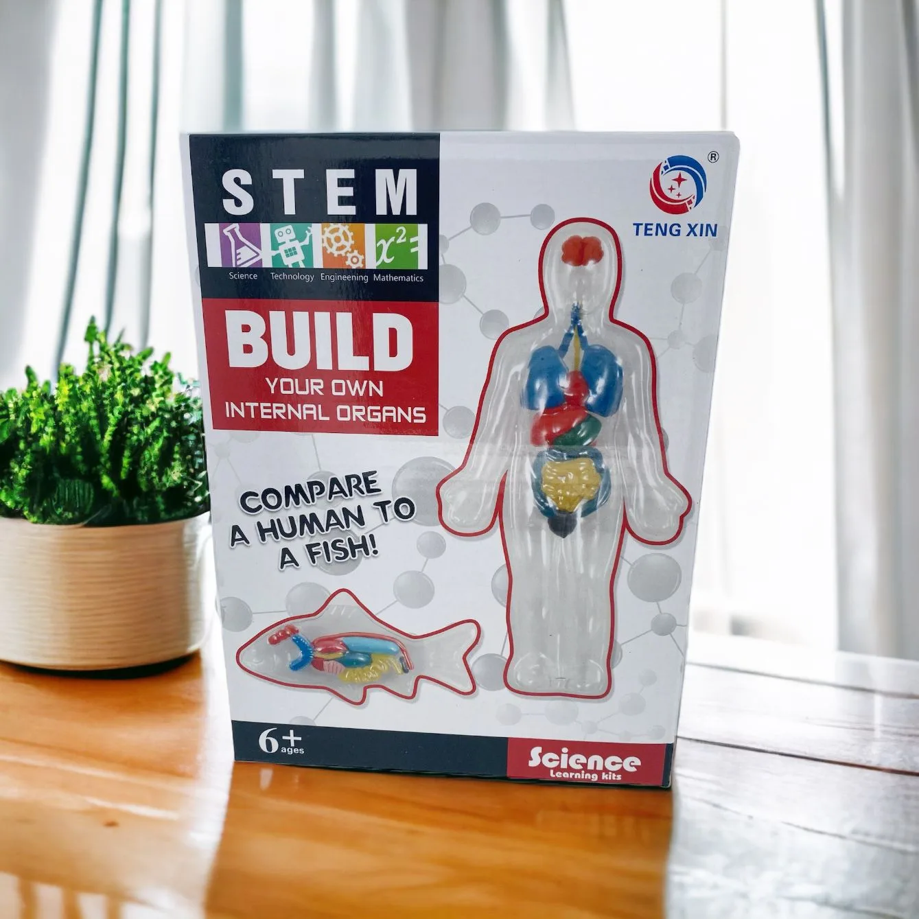 STEM Science Kit. Build you own Internal Organs. Anatomy comparison