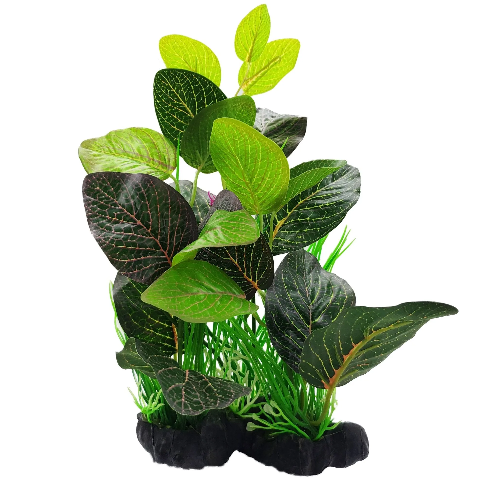Large Silk Fittonia Green Red Plant