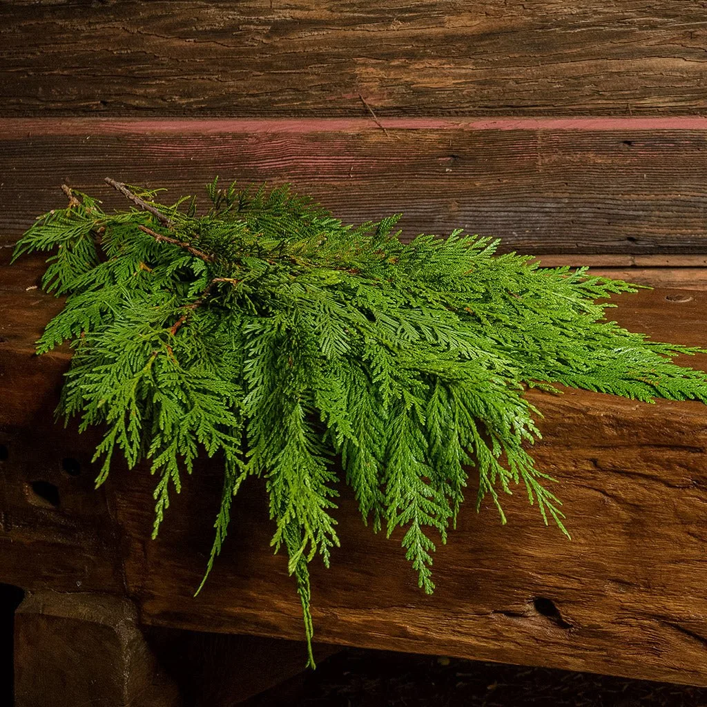 Qu'est-ce qu'une boîte de verdure spéciale et comment l'utiliser ?