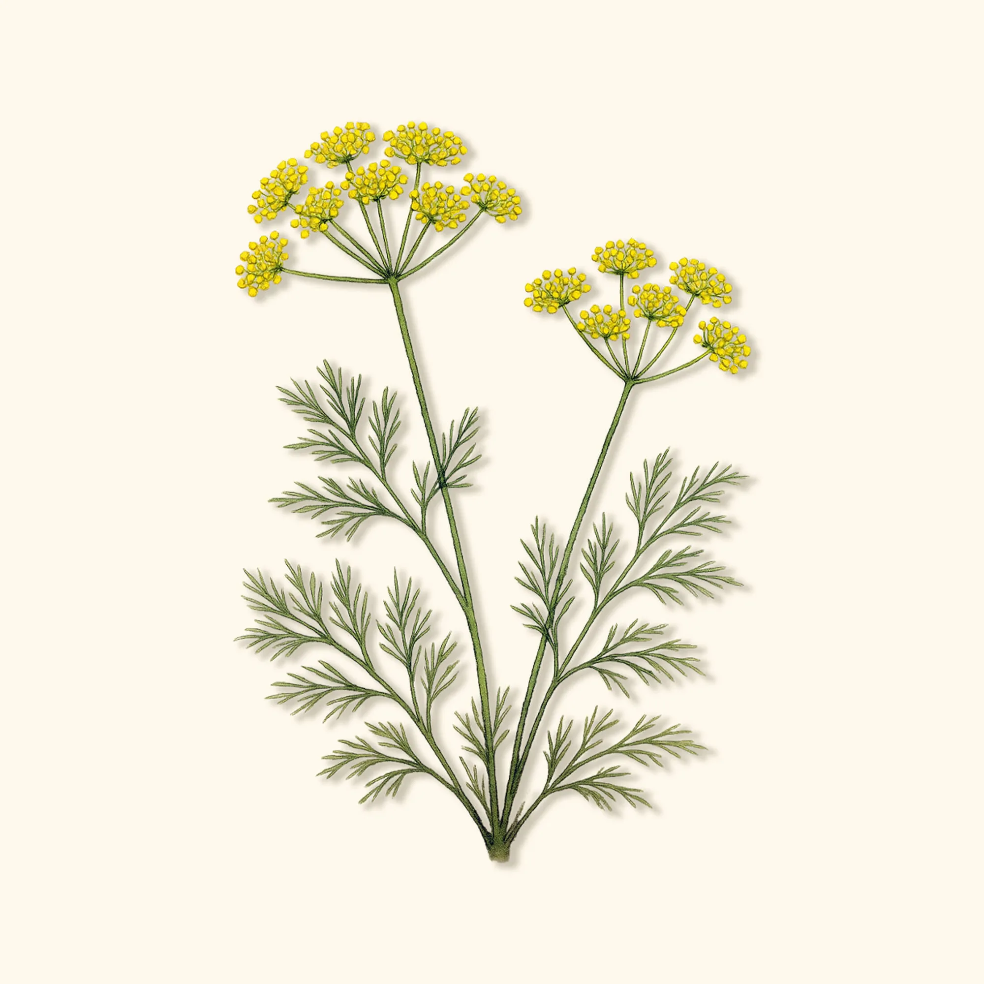 Cultiver l'aneth pour fleurs coupées : astuces bouquets bio