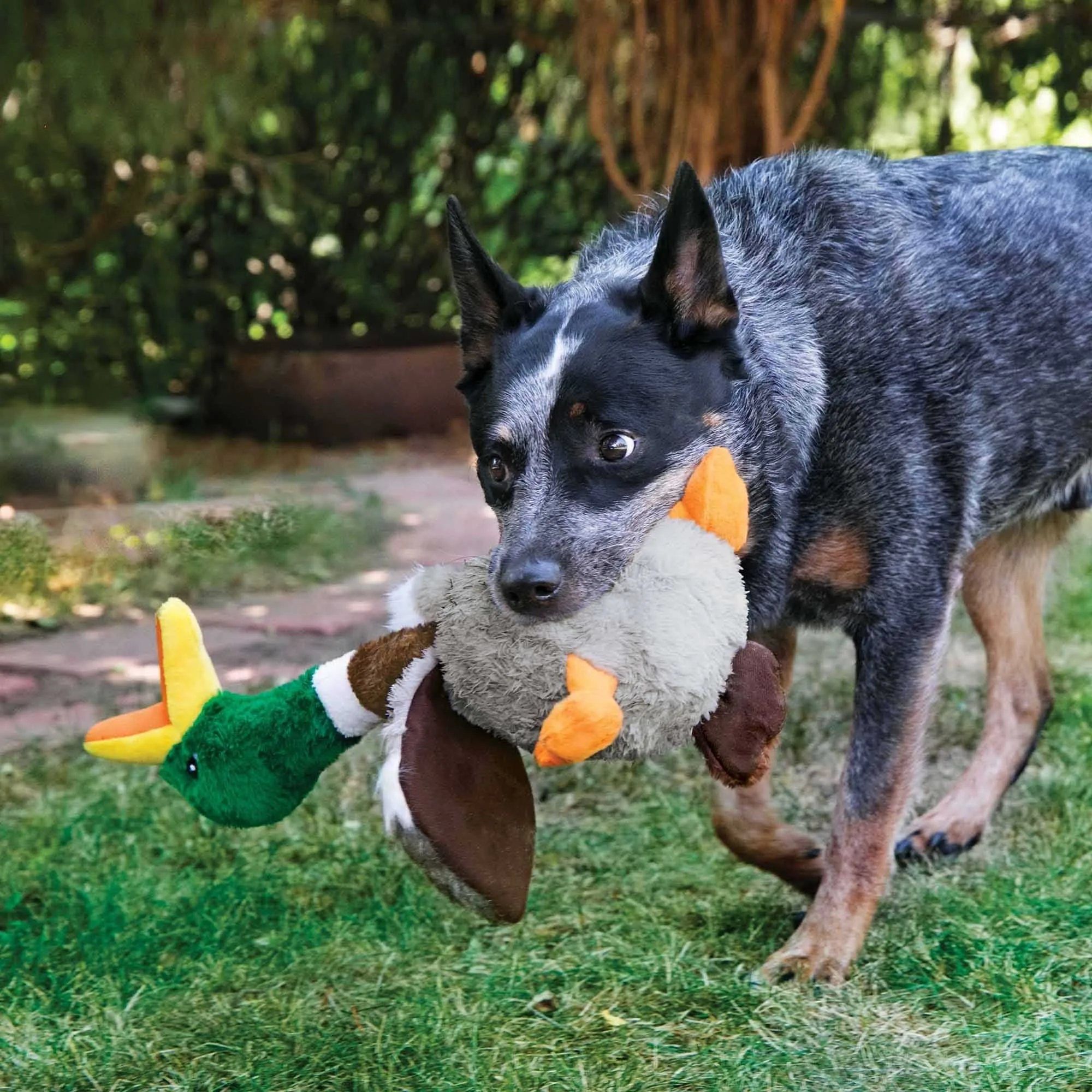KONG Shakers Honkers Duck vs Cozie Pastels: Qual peluche?