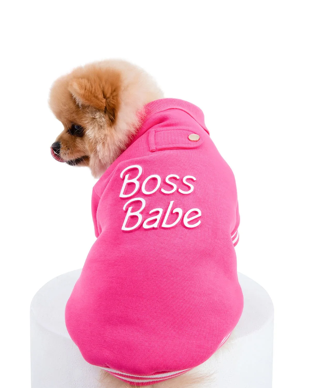 Moshiqa Dog Crown vs Tiara: Which Regal Accessory Suits Your Pet’s Personality?