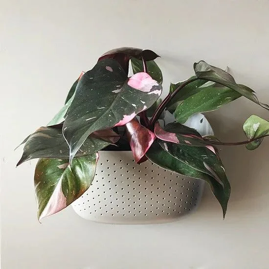 Wally Pro vs. Eco Stone Wall Planters: Which Outdoor Planter Is Right for Your Home?